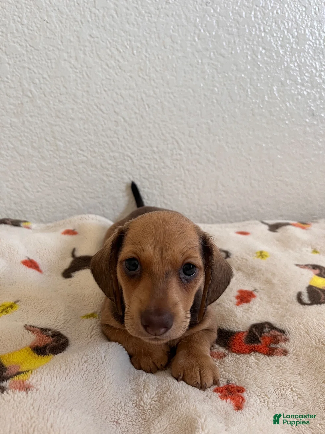 Miniature Dachshund dogs for sale: Mocha - Ad 2
