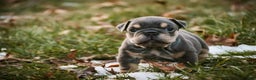 English Bulldog dogs for sale: Xena - Ad 9