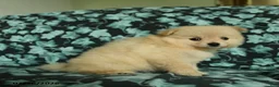 Pomeranian dogs for sale: Fawn - Ad 2