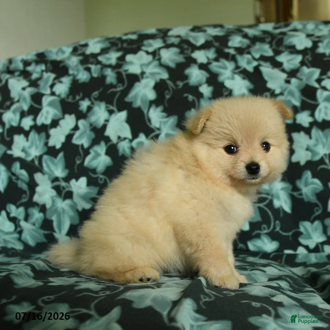 Pomeranian dogs for sale: Fawn - Ad 2