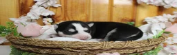 Siberian Husky dogs for sale: Atlas - Ad 5