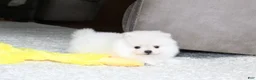 Pomeranian dogs for sale: Elliot - Ad 13