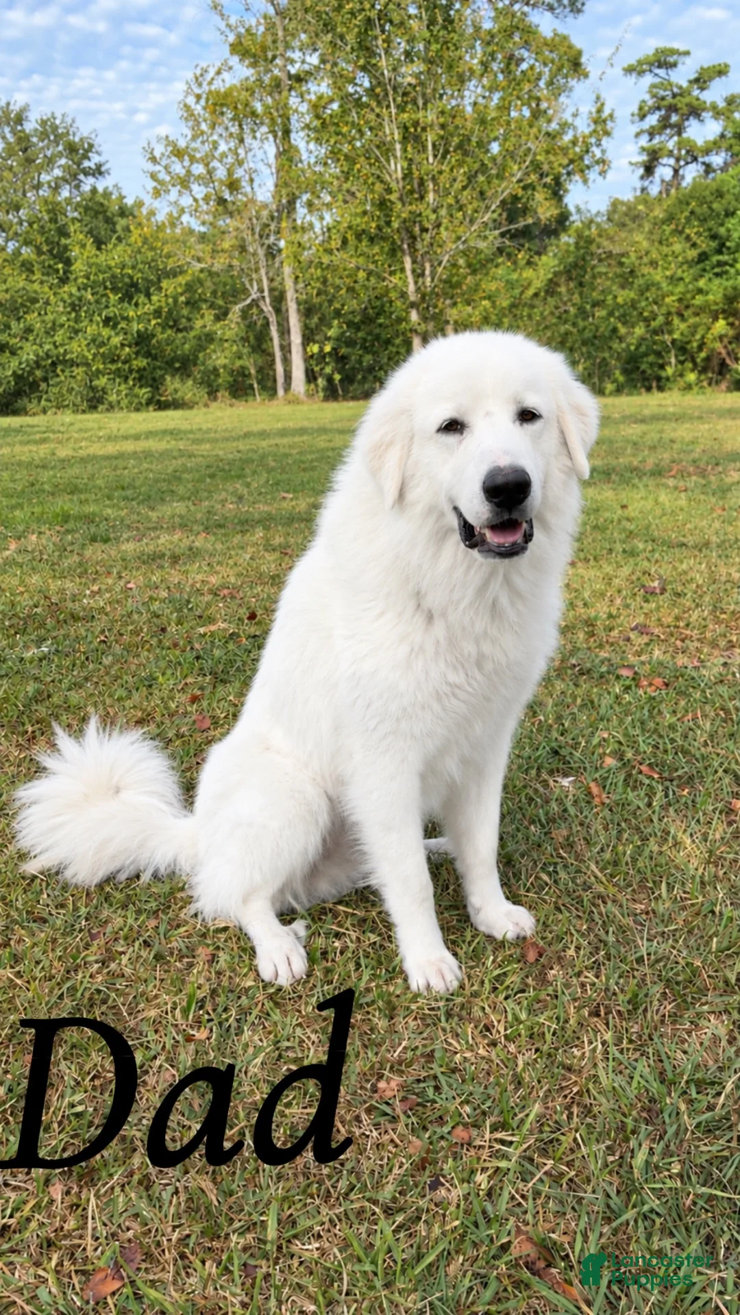 Mixed Breed dogs for sale: Mixed Breed 1 - Ad 5