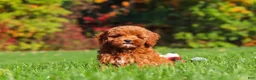 Cockapoo dogs for sale: Willow - Ad 7