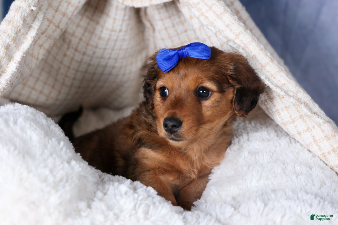 Miniature Dachshund dogs for sale: Jasper - Ad 38