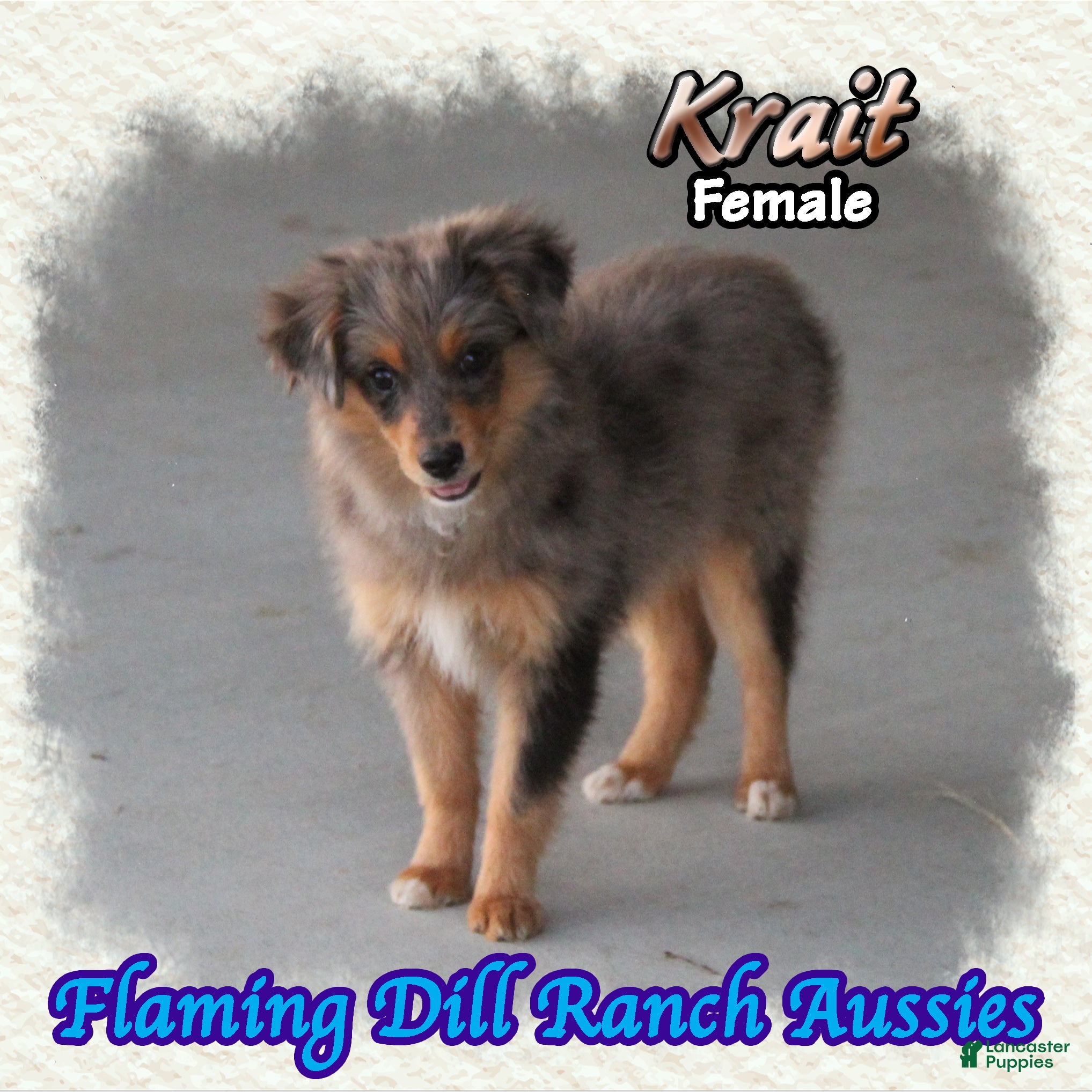 Toy Australian Shepherd dogs for sale: Krait - Ad 1