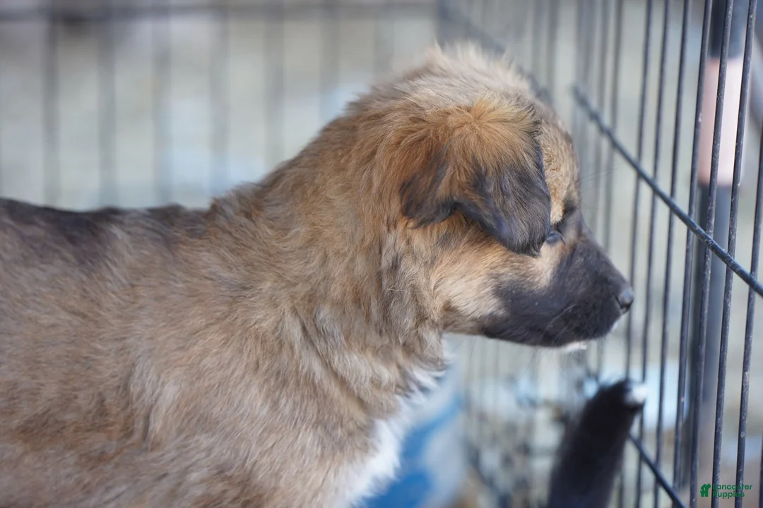 Mixed Breed dogs for sale: Toes F Sable - Ad 3