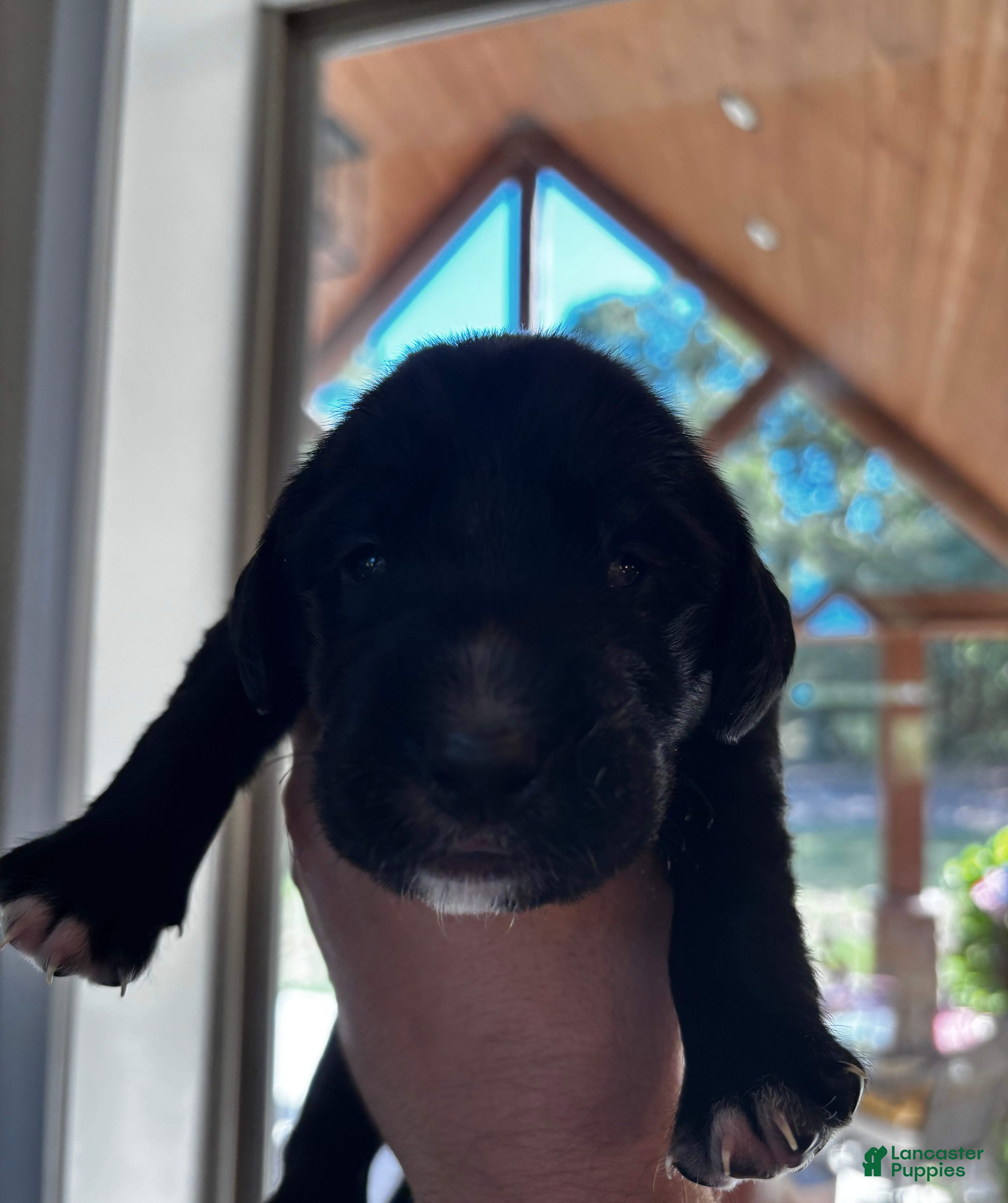 Mixed Breed dogs Mixed Breed 3 - Ad 21