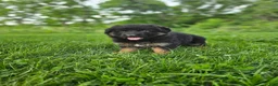 German Shepherd dogs for sale: Roxie - Ad 3