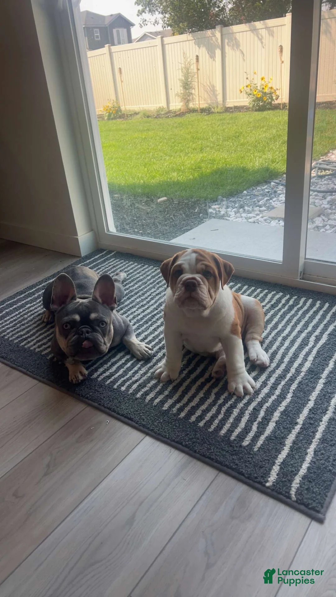 Victorian Bulldog dogs for sale: Rocky - Ad 2