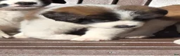 Saint Bernard dogs for sale: Journey - Ad 6