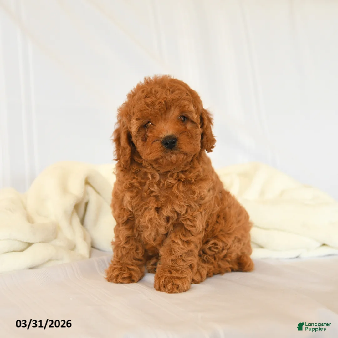 Miniature Poodle dogs for sale: Francie - Ad 1