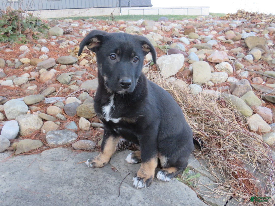 German Shepherd dogs for sale: Harper - Ad 3