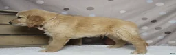 Golden Retriever dogs for sale: Babka - Ad 5