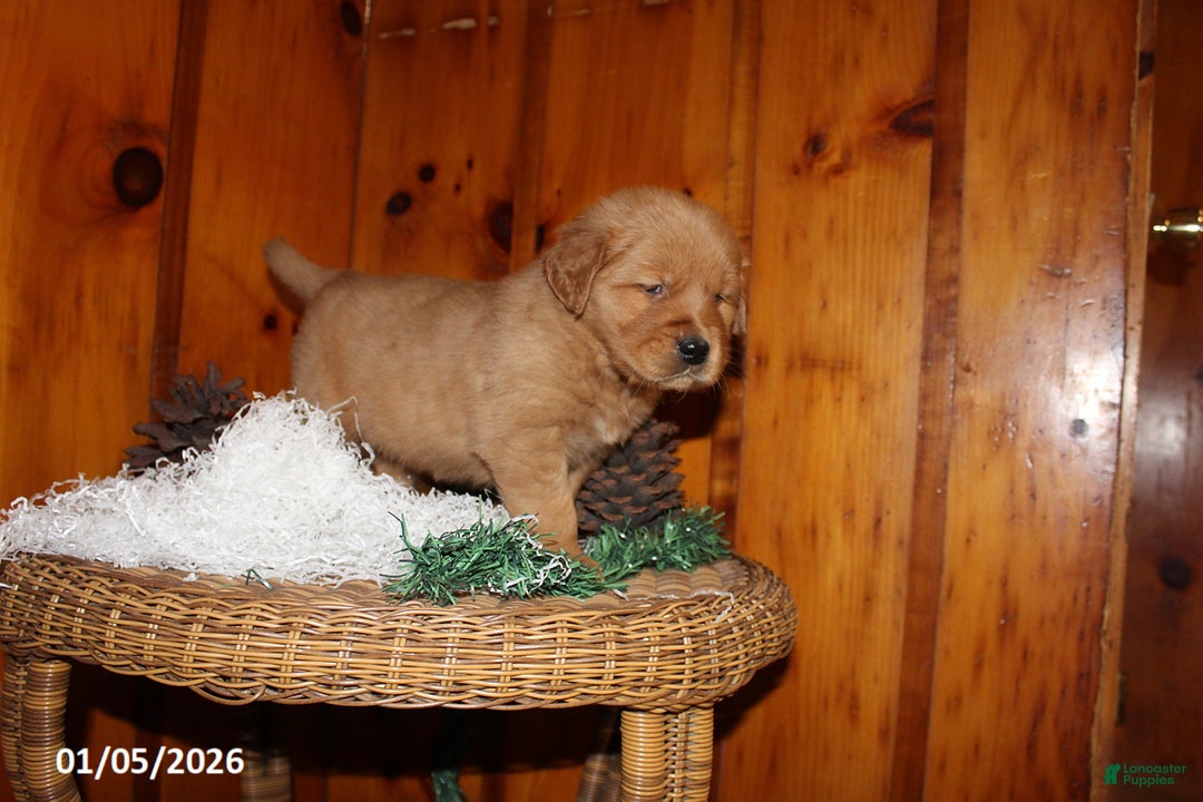 Golden Retriever dogs for sale: Rusty - Ad 4