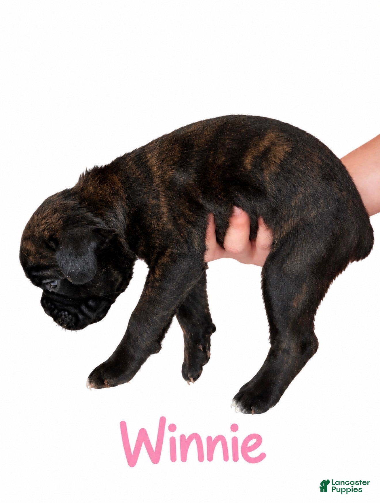 Boxer dogs Winnie - Ad 2