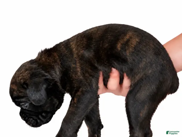 Boxer dogs Winnie - Ad 2