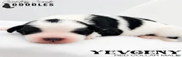 Bernedoodle dogs for sale: Yevgeny - Ad 2