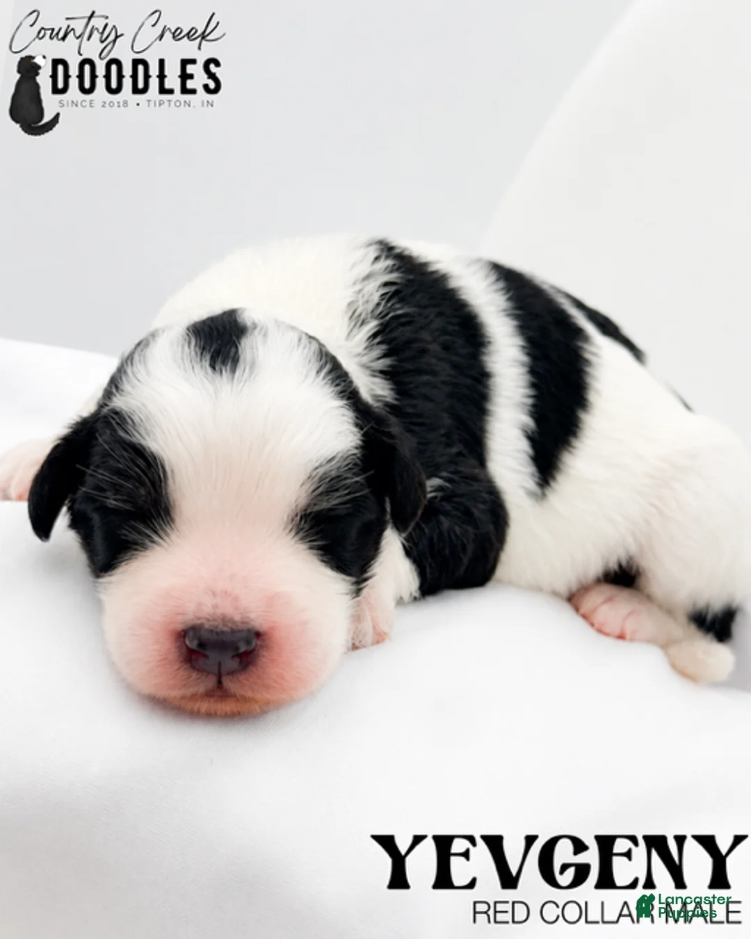 Bernedoodle dogs for sale: Yevgeny - Ad 2