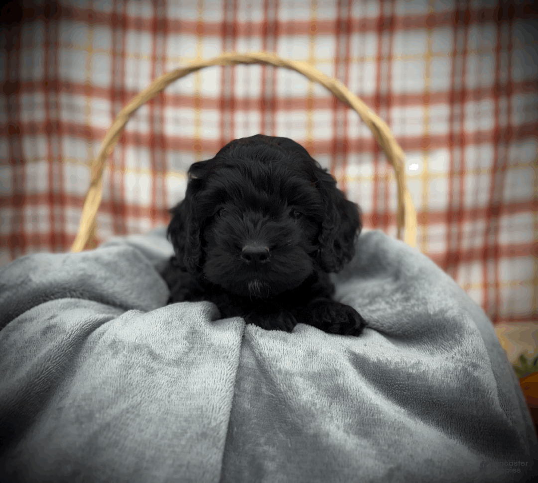 Cockapoo dogs for sale: Blaze - Ad 8