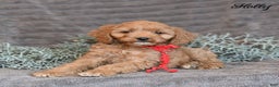 Cockapoo dogs for sale: Holly - Ad 2