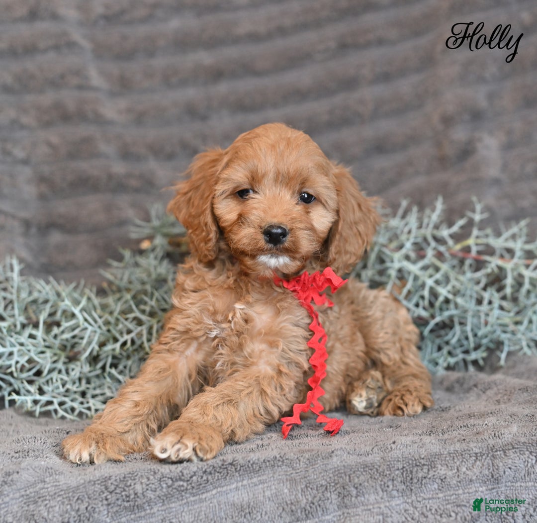 Cockapoo dogs for sale: Holly - Ad 2