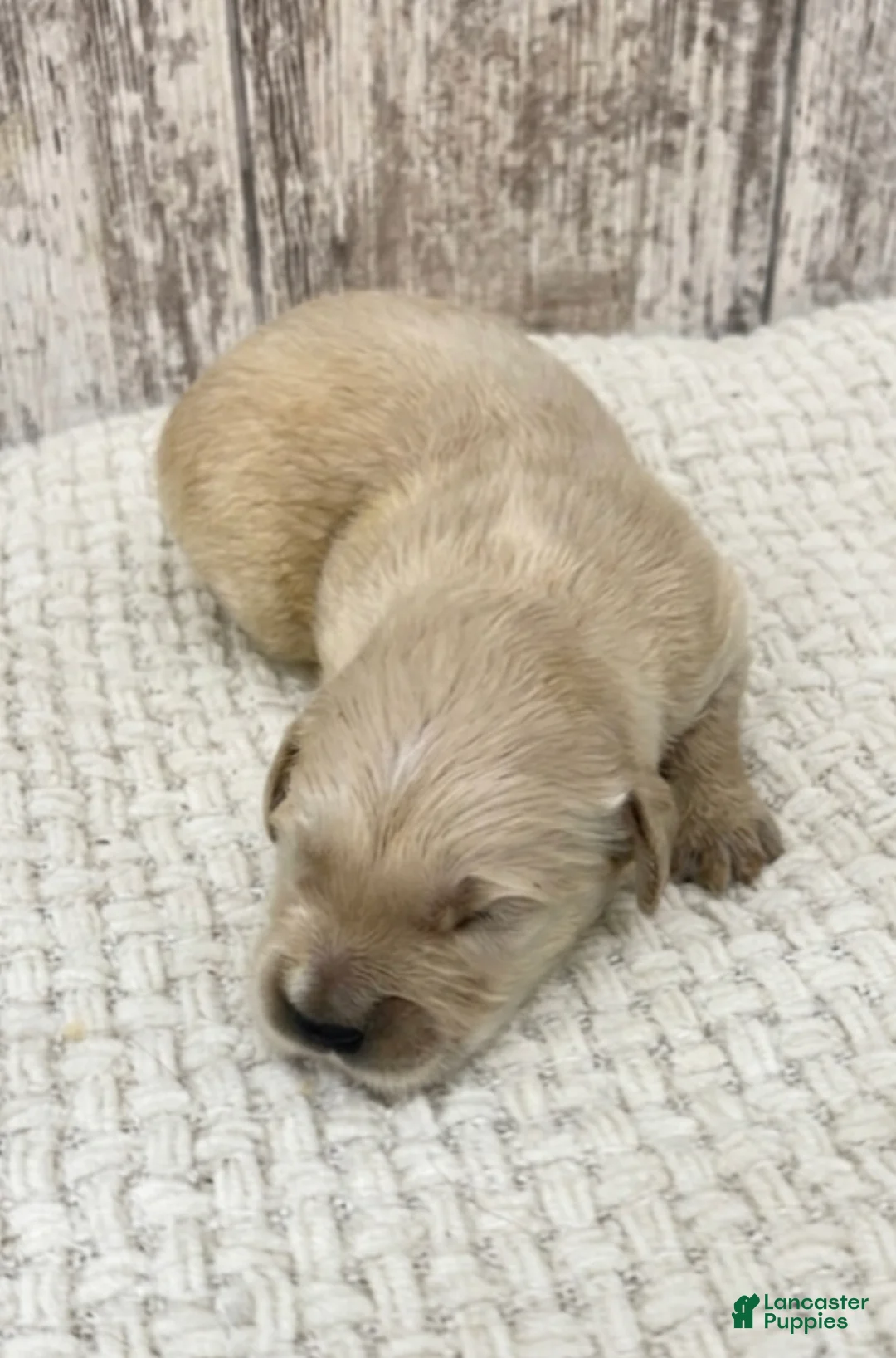 Golden Retriever dogs for sale: Golden Retriever Puppy 2 - Ad 1