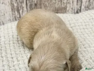 Golden Retriever dogs Golden Retriever Puppy 2 - Ad 36