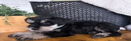 Miniature Schnauzer dogs for sale: Rocky - Ad 8