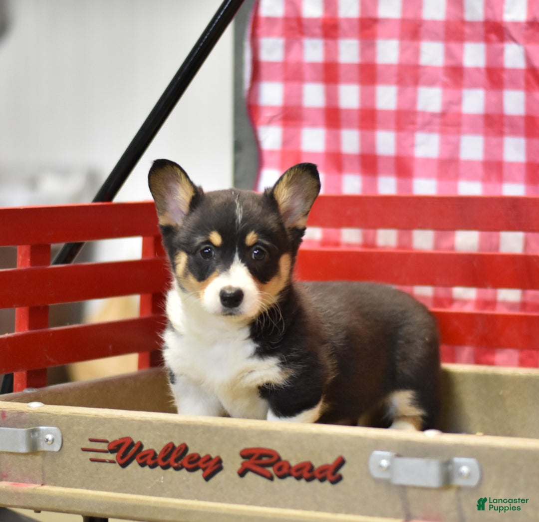 Gallery Image {{count}}