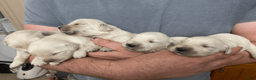 Golden Retriever dogs for sale: Golden Retriever Puppy 1 - Ad 14