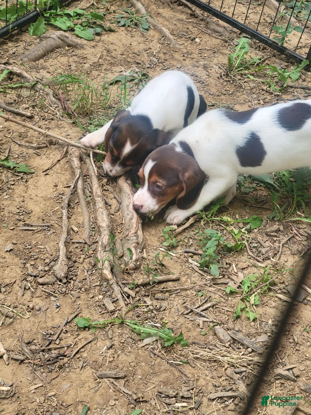Beagle dogs for sale: Reba  - Ad 1