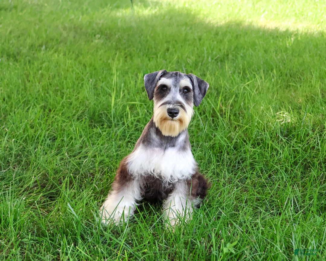 Miniature Schnauzer dogs for sale: Champ - Ad 2