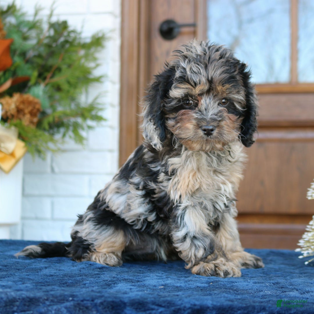 Cavapoo dogs for sale: Dallas  - Ad 2