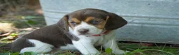 Beagle dogs for sale: Petunia  - Ad 1