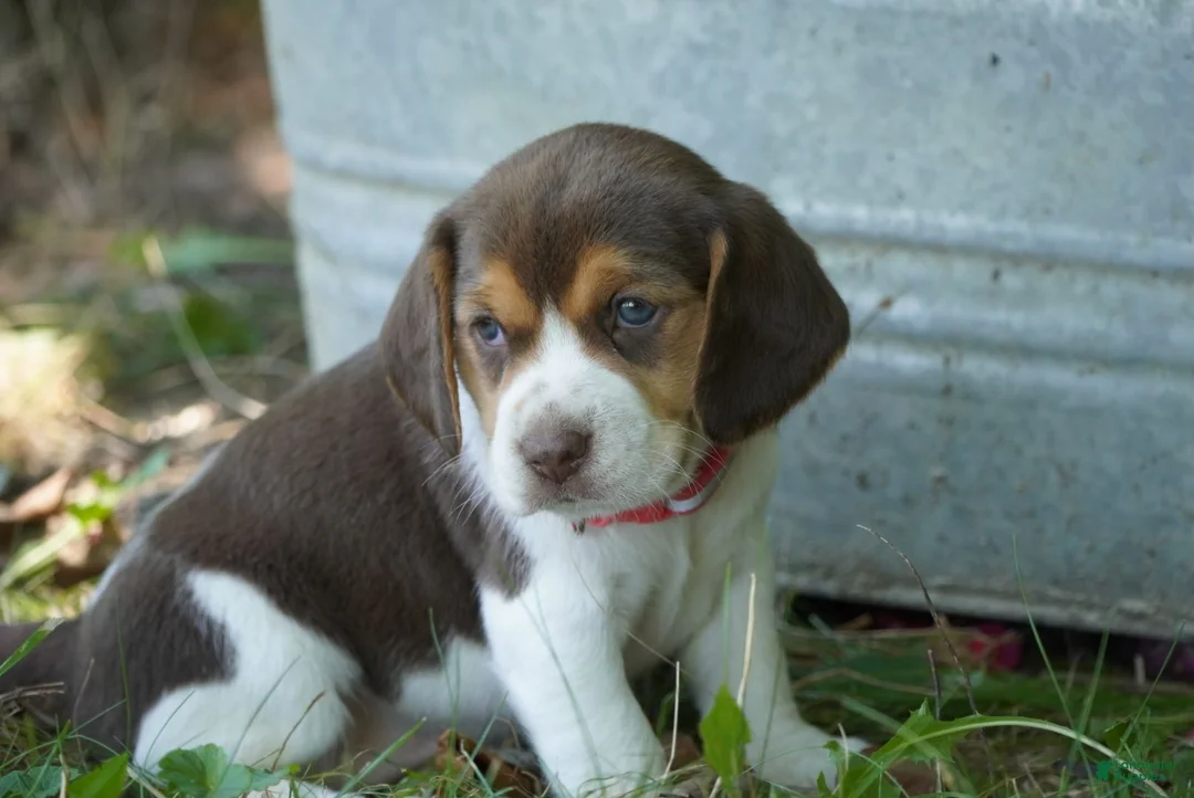 Beagle dogs for sale: Petunia  - Ad 1