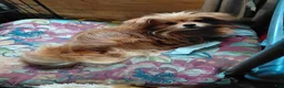 Mixed Breed dogs for sale: Molly Pitcher - Ad 7