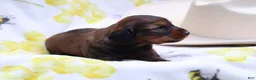 Miniature Dachshund dogs for sale: Milo - Ad 2