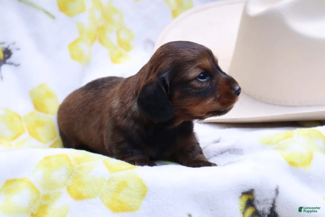 Miniature Dachshund dogs for sale: Milo - Ad 2