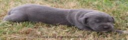 Great Dane dogs for sale: Smokey - Ad 6