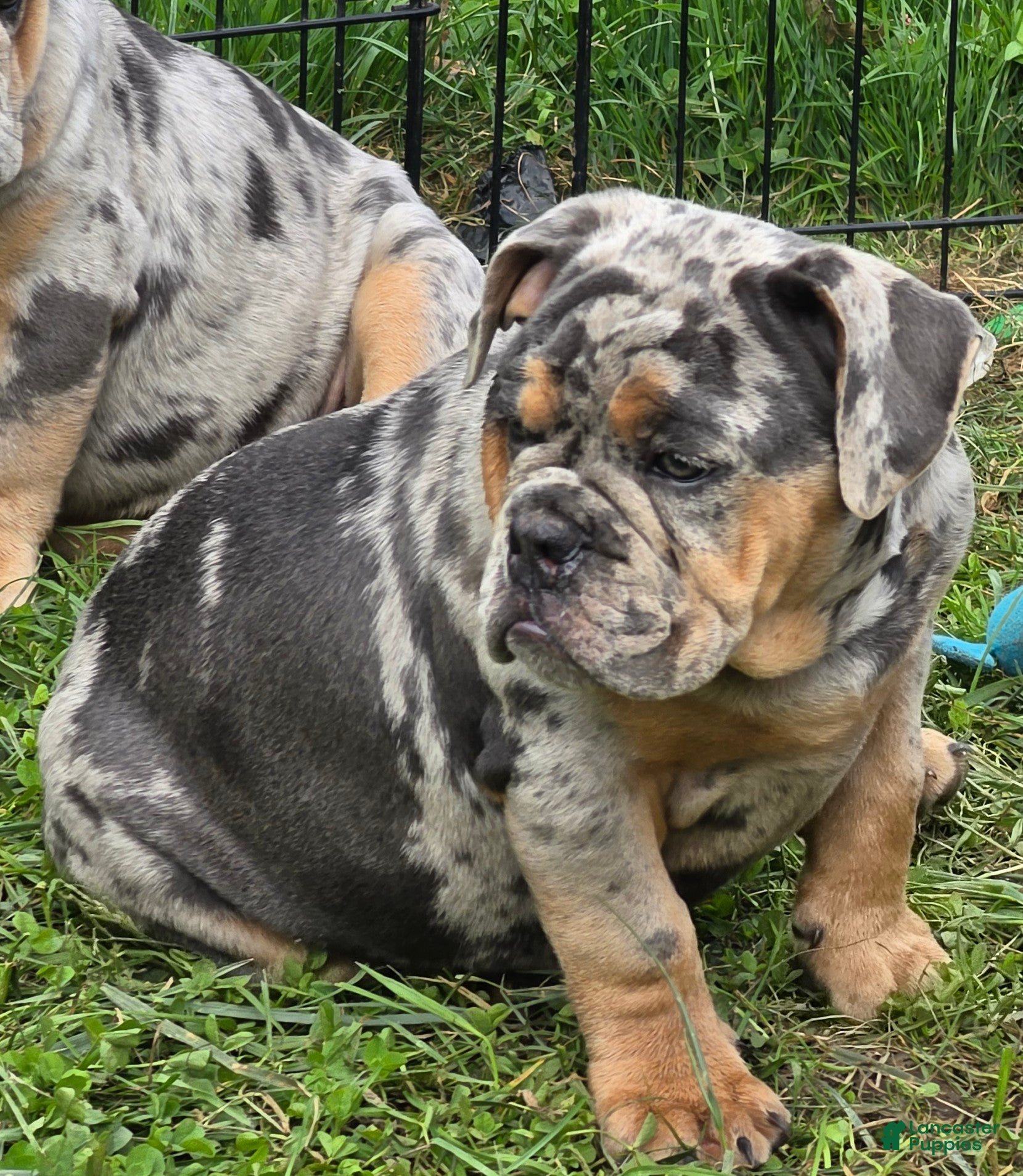 English Bulldog dogs Sparkle blue and tan merle  - Ad 1