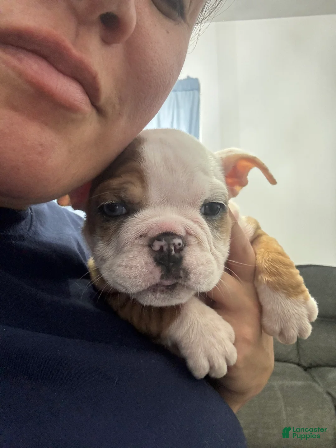 English Bulldog dogs for sale: English Bulldog Puppy 3 - Ad 4