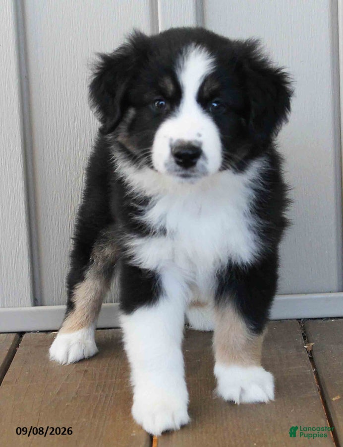 Australian Shepherd dogs Kelly - Ad 1