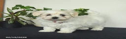 Maltese dogs for sale: Otter - Ad 2