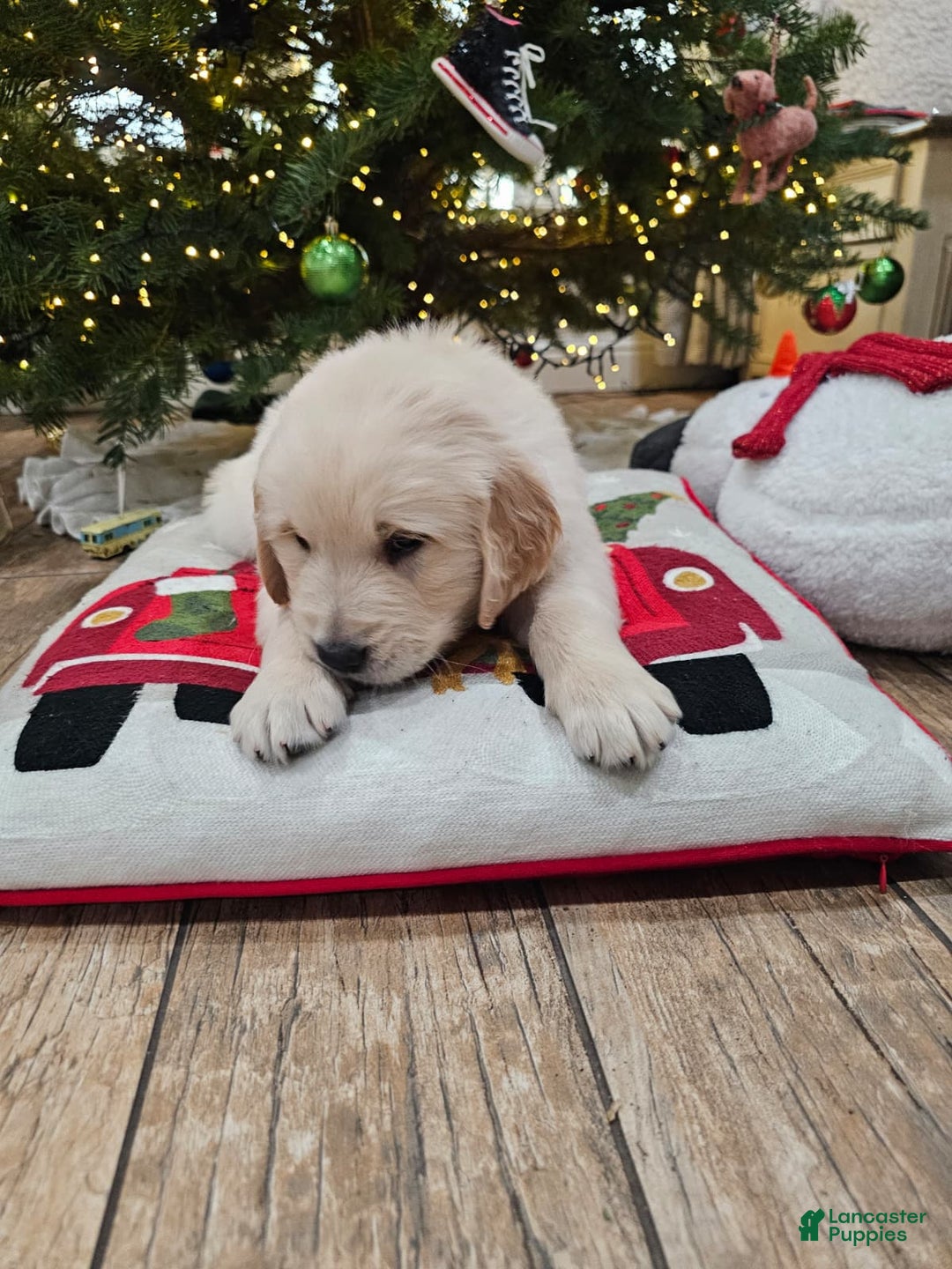 Golden Retriever dogs for sale: Golden Retriever Puppy 4 - Ad 49