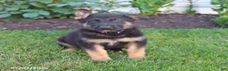German Shepherd dogs for sale: Shadow - Ad 5