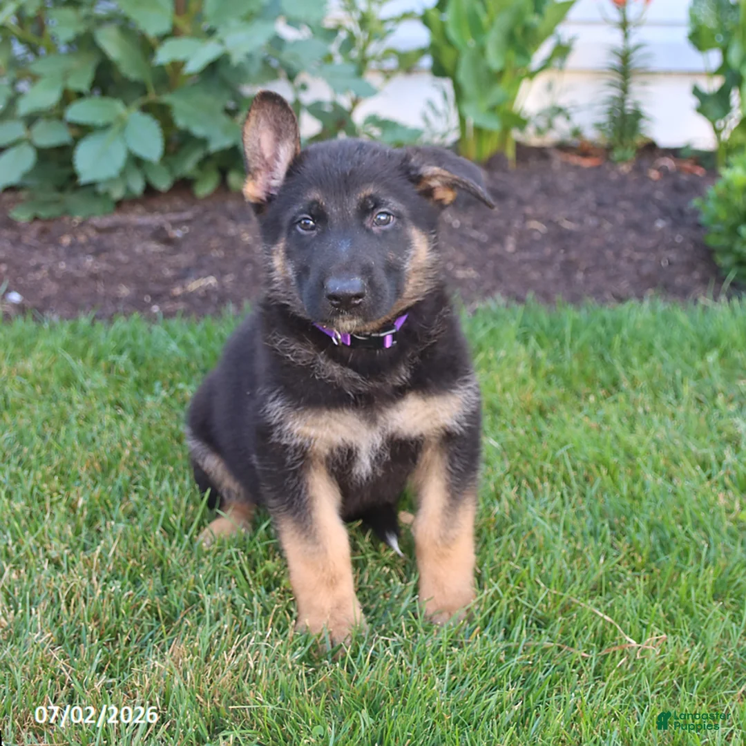 German Shepherd dogs for sale: Shadow - Ad 5