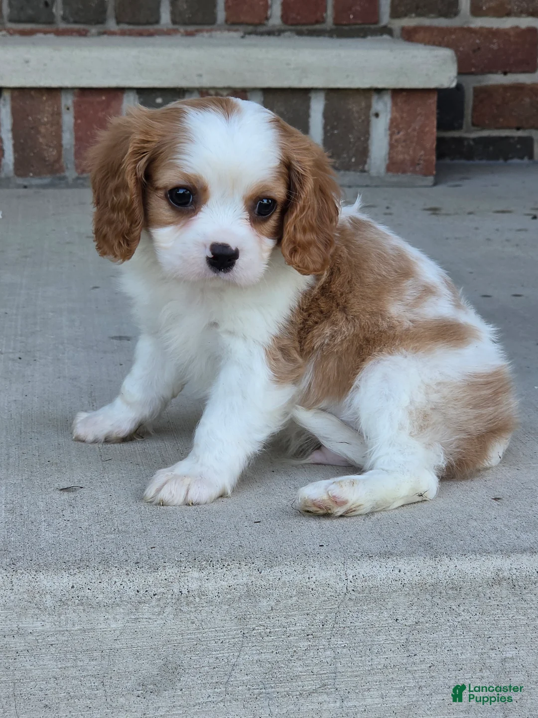 Cavalier King Charles Spaniel dogs for sale: Teddy - Ad 1
