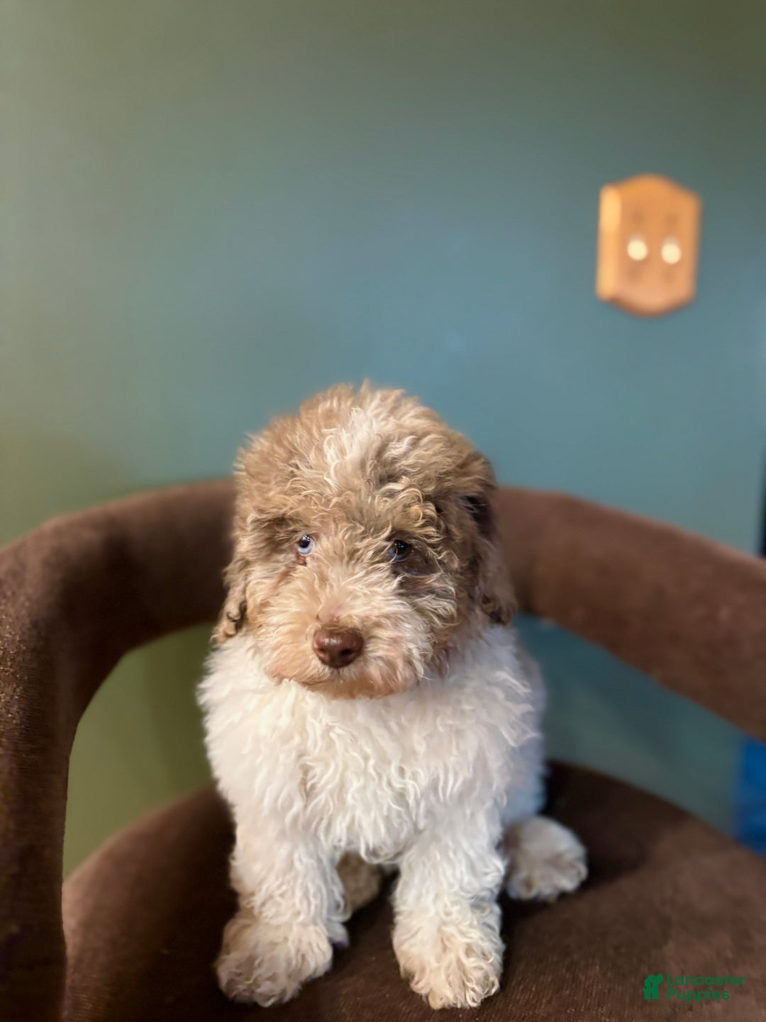 Miniature Poodle dogs for sale: Sammy  - Ad 3