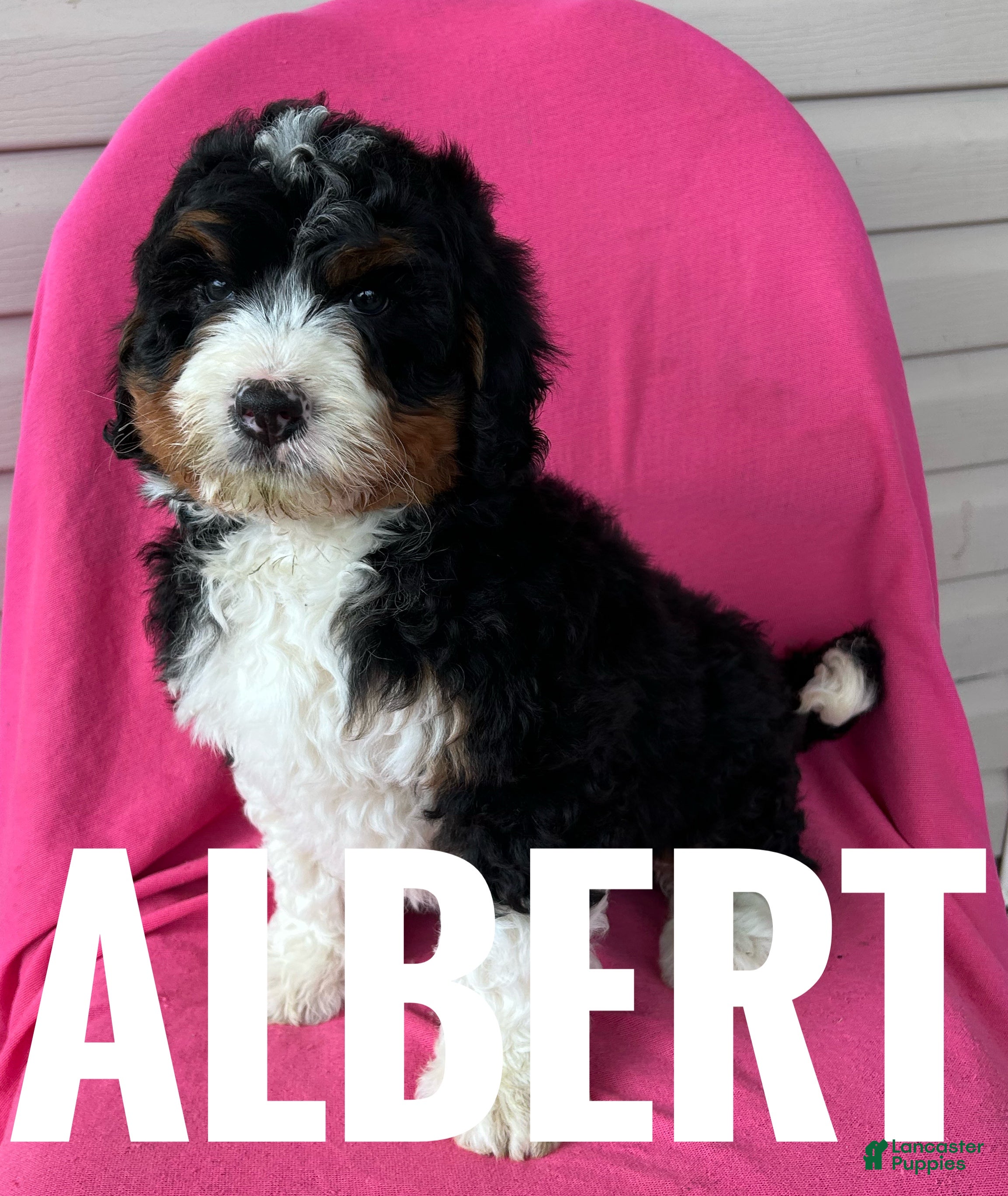 Mini Bernedoodle dogs ALBERT - Ad 1